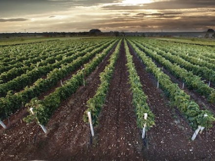 Domaine Tenute Martarosa par Viniveritas vente de vins de petits producteurs italiens